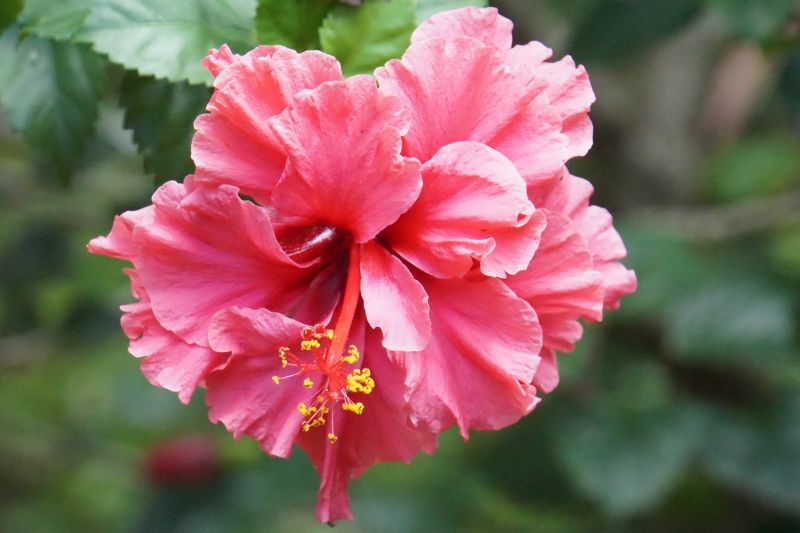 Beratung und Begleitung beim Pflanzenkauf, Erstanlage Ihres Traumgartens oder Umgestaltungsvorschläge Ihres Gartens